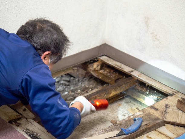 Best Professional Mold Removal  in Cushing, OK