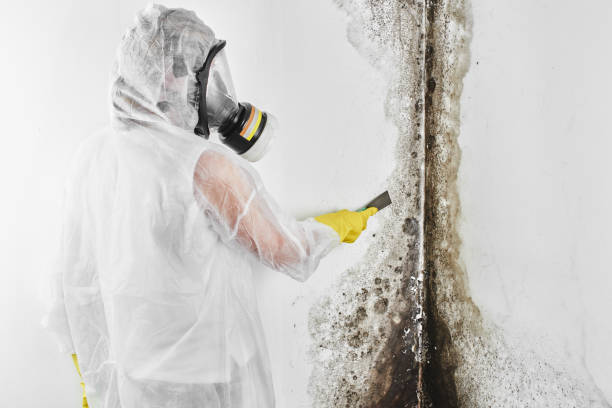 Best Attic Mold Removal  in Cushing, OK