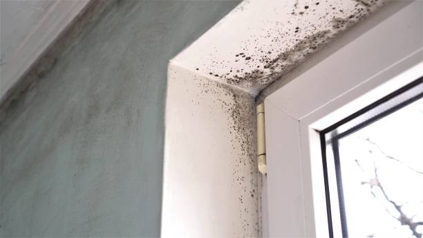 Best Mold Removal Specialists  in Cushing, OK