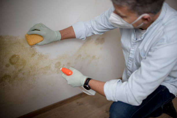Best Mold Removal and Inspection  in Cushing, OK