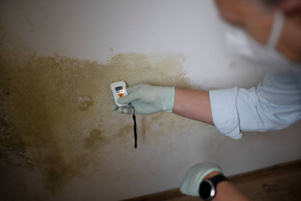 Best Home Mold Removal  in Cushing, OK