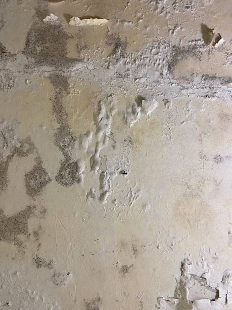 Best Fast Mold Removal  in Cushing, OK