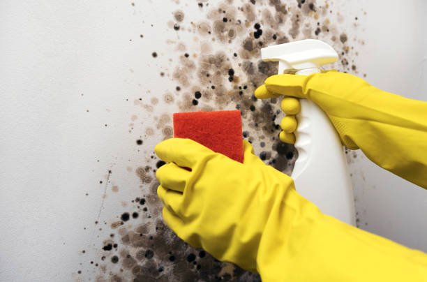 Best Affordable Mold Removal  in Cushing, OK