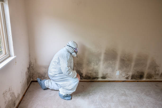 Mold Removal and Inspection in Cushing, OK