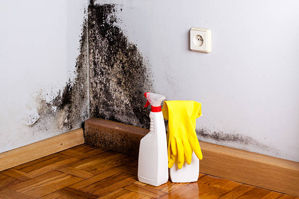 Best Toxic Mold Removal  in Cushing, OK