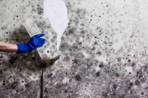 Best Crawl Space Mold Removal  in Cushing, OK